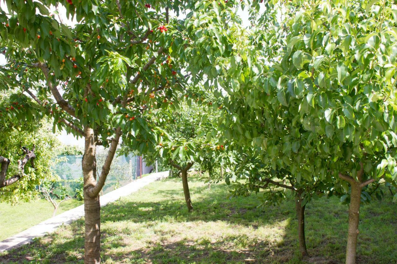 Villa Fig Zmijavci エクステリア 写真